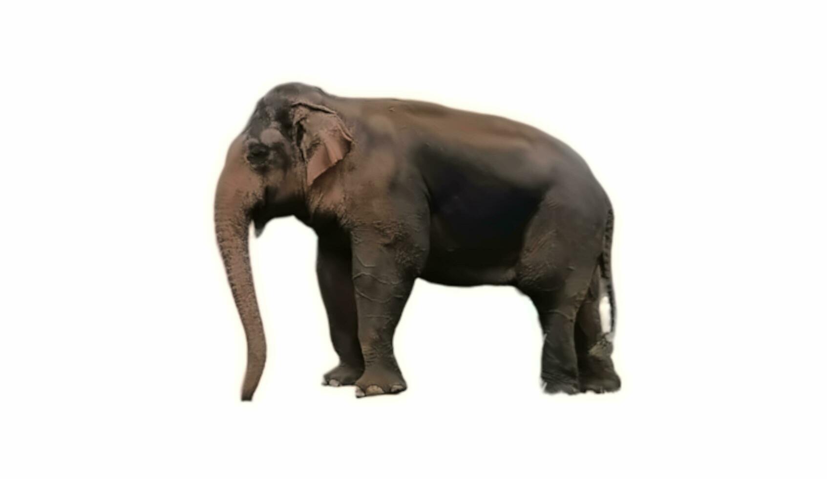 elephant on white background photo