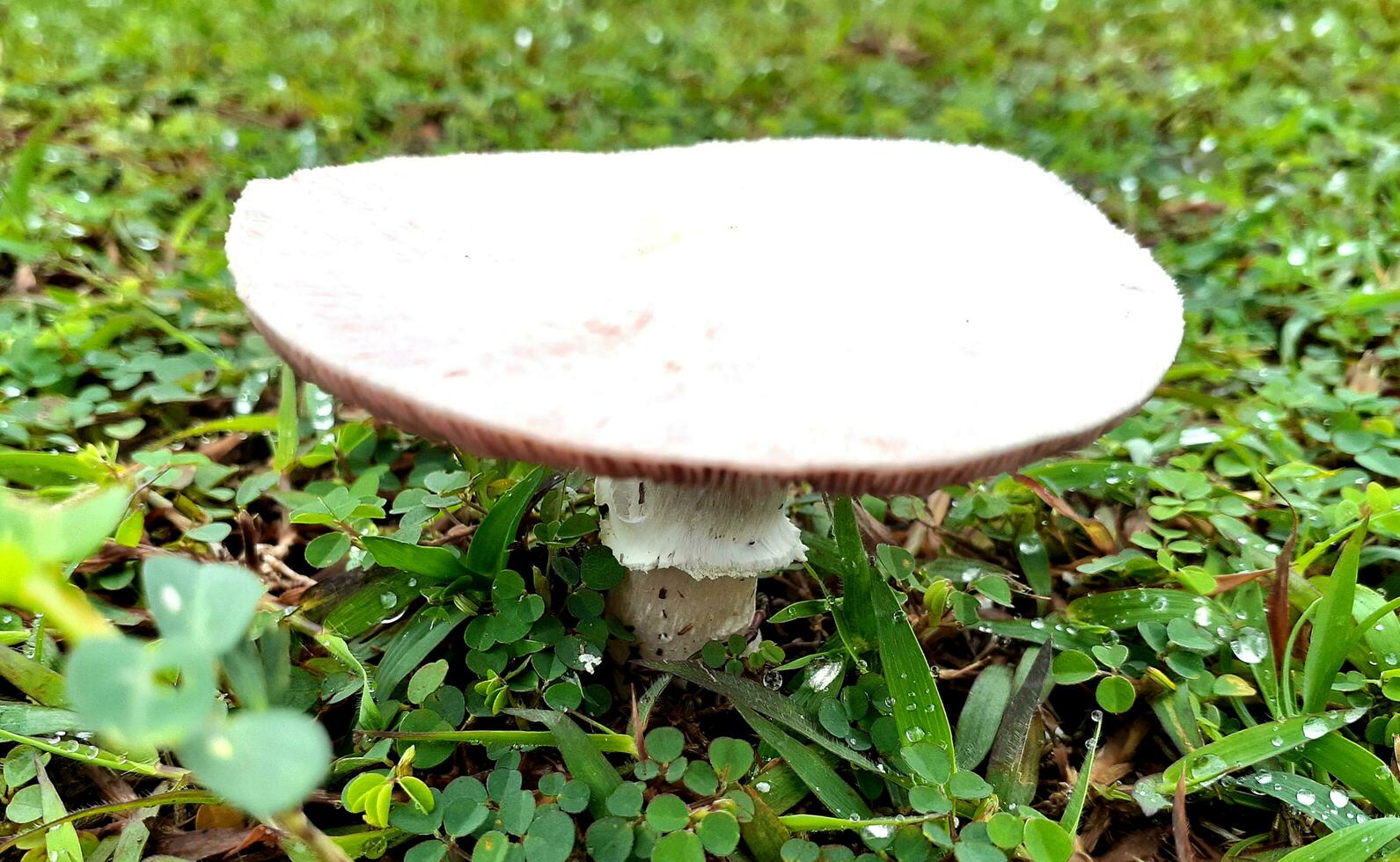 a mushroom on a grassland photo