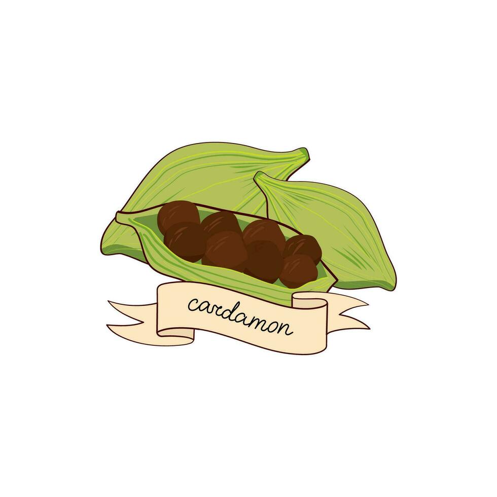 Cardamon on white background. Vector hand drawn illustration for culinary projects