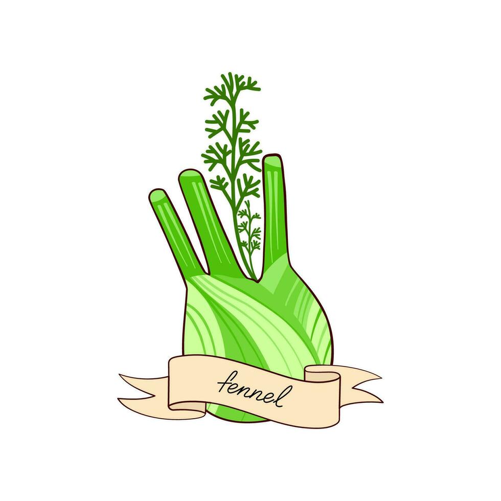 Fennel on white background. Vector hand drawn illustration for culinary projects