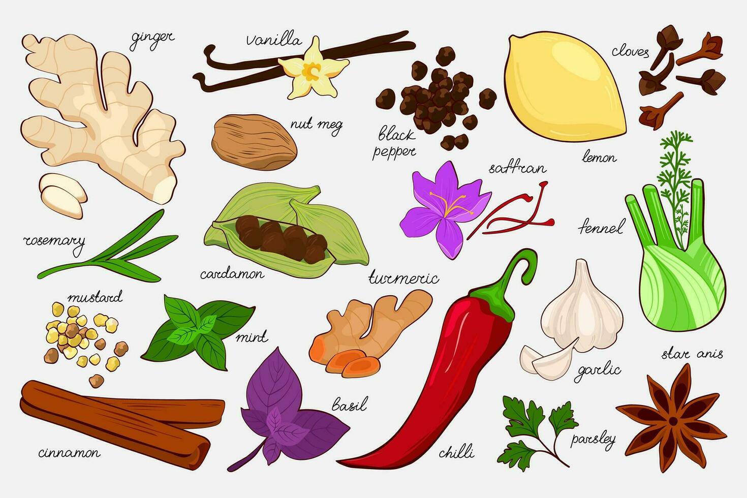 Vector set of different spices. Food illustration for menus, packaging. Tumeric, cinnamon, saffron, anise, basil, fennel, garlic, pepper, cloves and nutmeg and other.