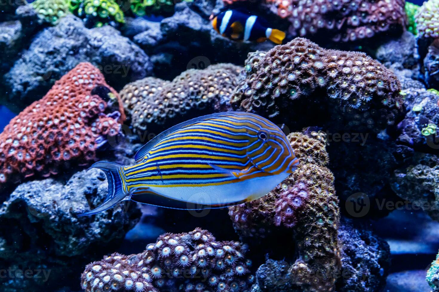 Fish Striped Surgeon Acanthurus lineatus photo