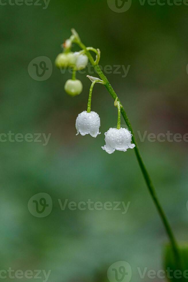 hermosa primavera floreciente lirios de el Valle con gotas de flores Rocío foto