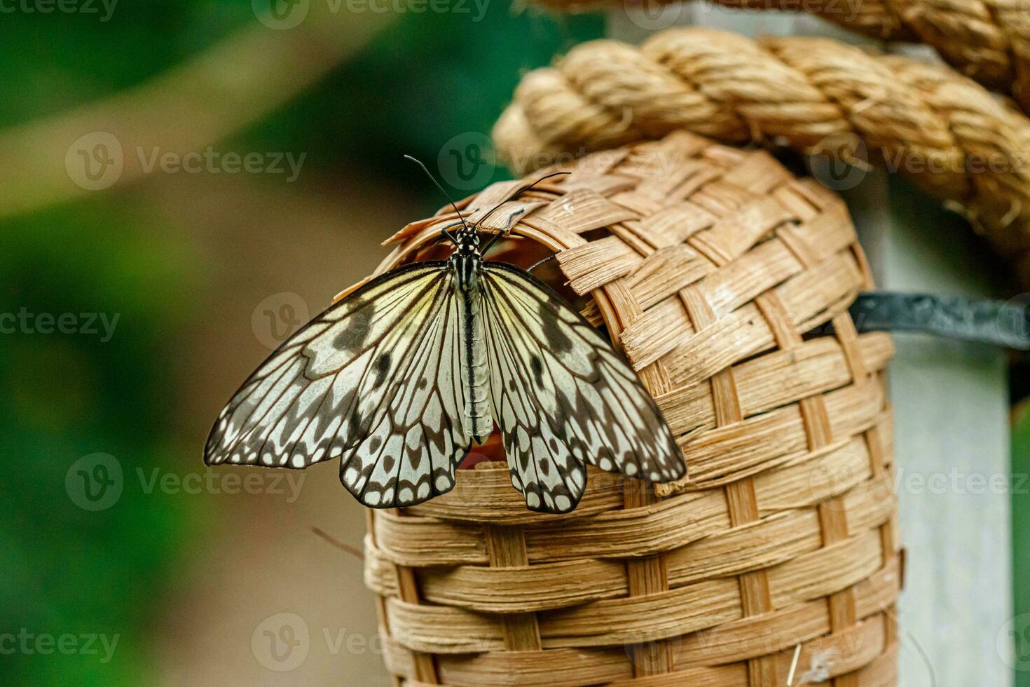 macro hermosa mariposa idea leuconoe foto