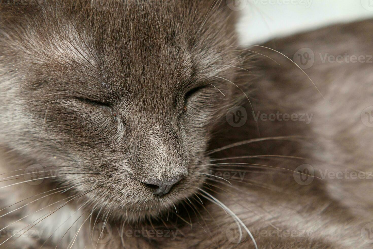 Beautiful gray cat on a brick wall background photo