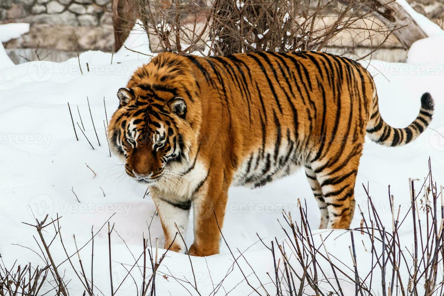 beautiful panthera tigris on a snowy road photo