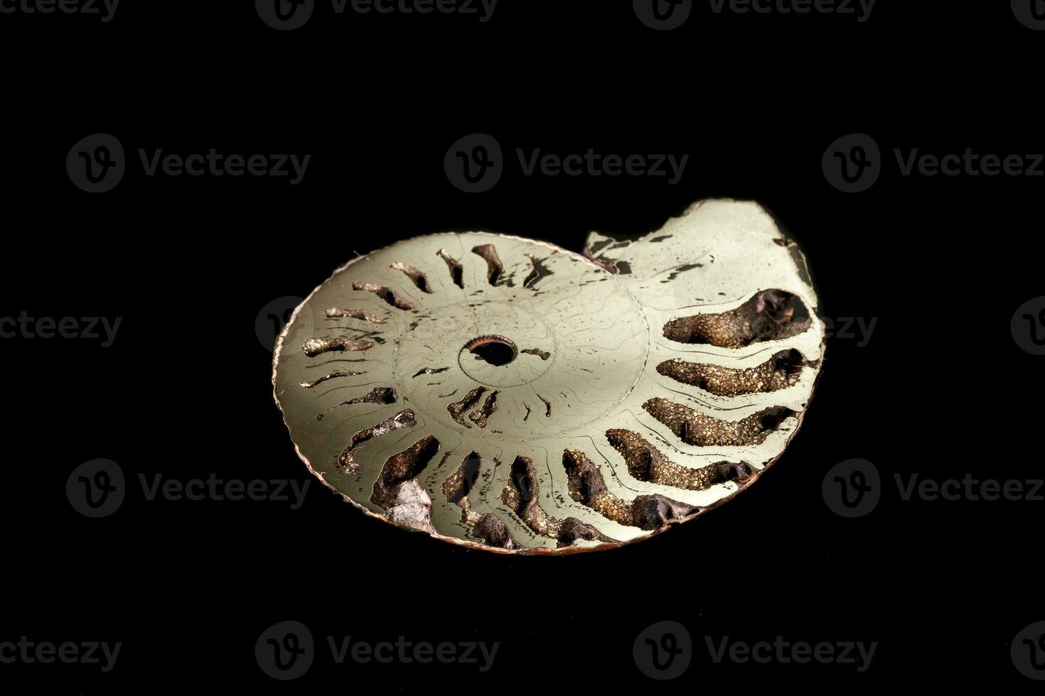 Macro mineral stone Ammonite shell on a black background photo