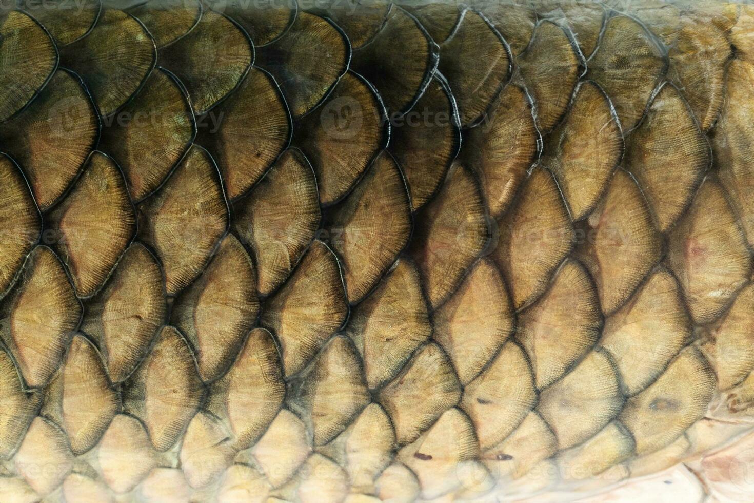 Grass carp scale texture background photo