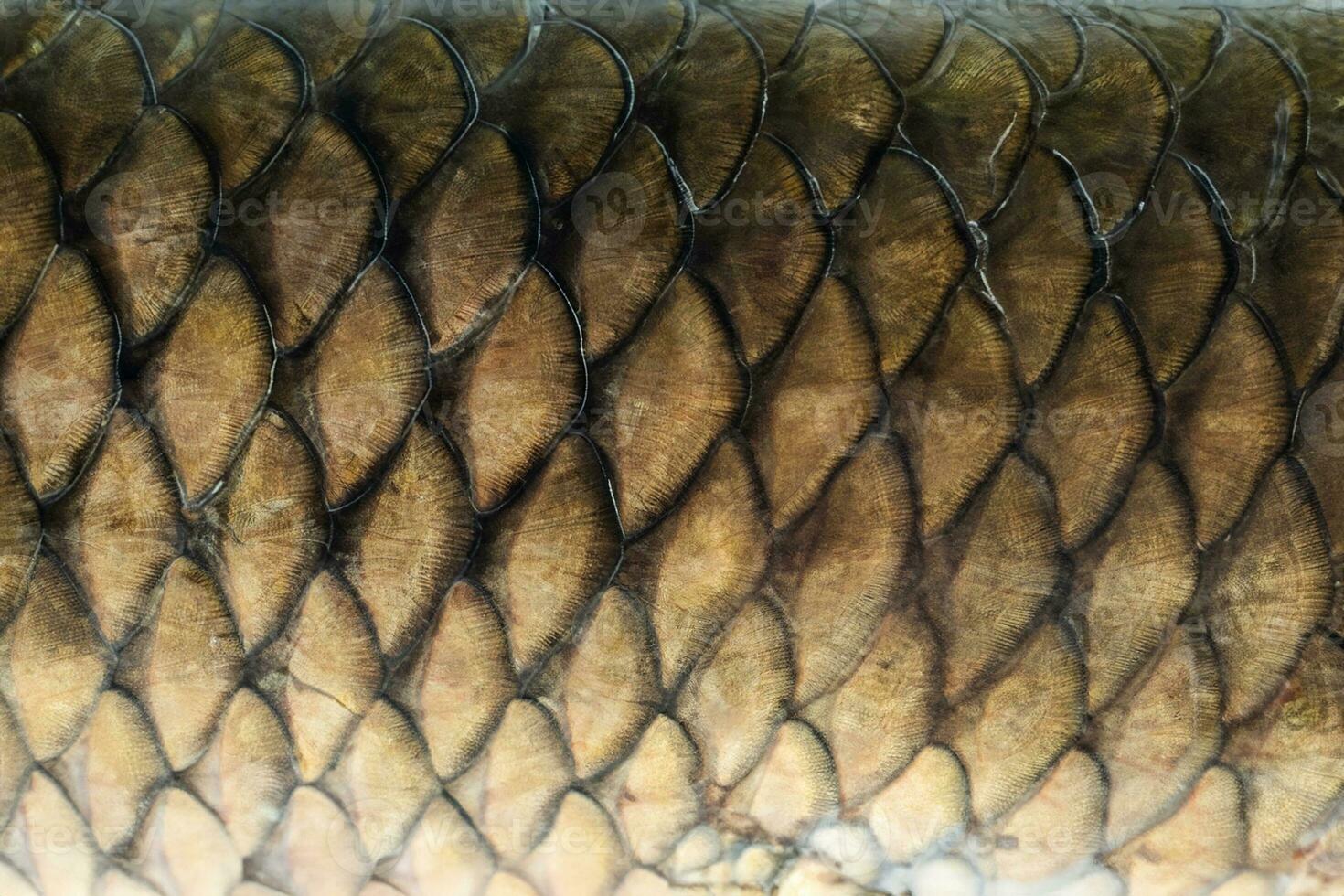 Grass carp scale texture background photo