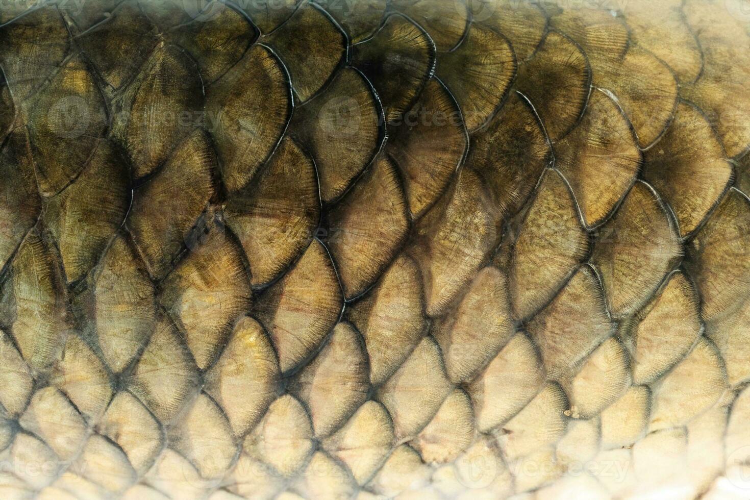 Grass carp scale texture background photo
