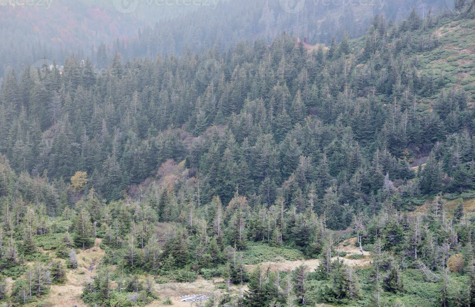 Hilly mountains terrain with fir trees and rough relief. Coniferous forest in the foreground. Tourism, travel photo