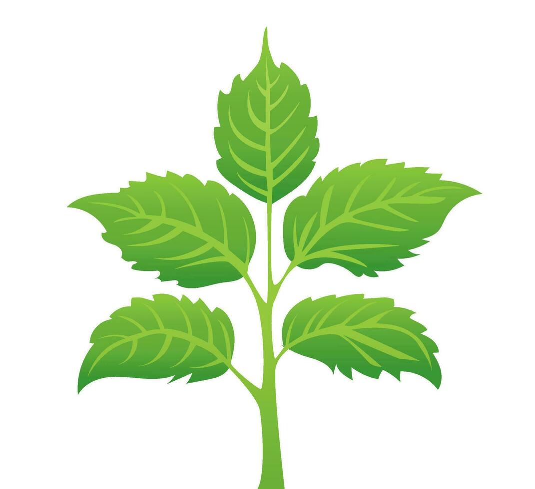 green leaves on a white background, for logos, designs, for the symbolism of the green planet vector
