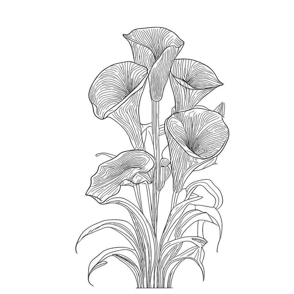 Calla lilies bouquet hand drawn sketch in doodle style Vector illustration