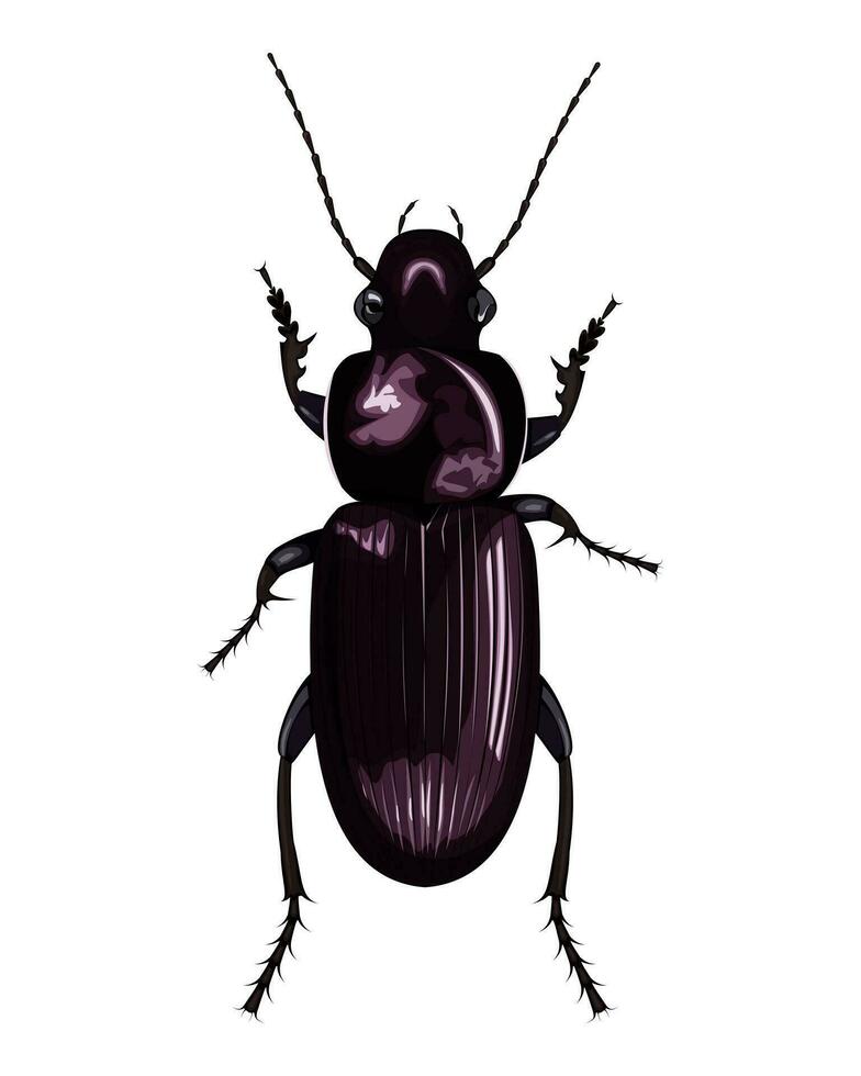 isolated image of ground beetle on white background vector