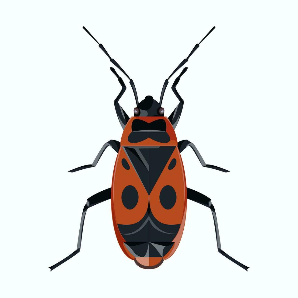 isolated image of a beetle on a white background vector