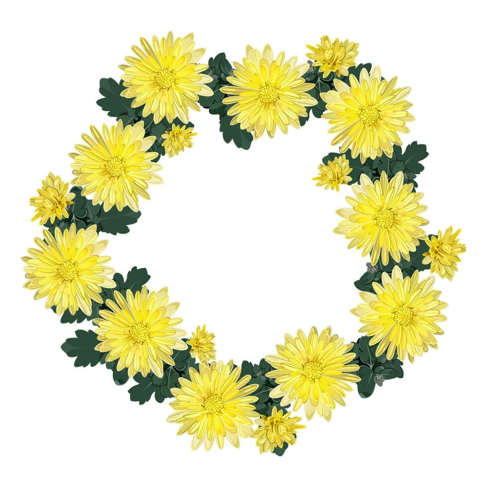 Wreath, frame of their yellow chrysanthemums on a white background vector