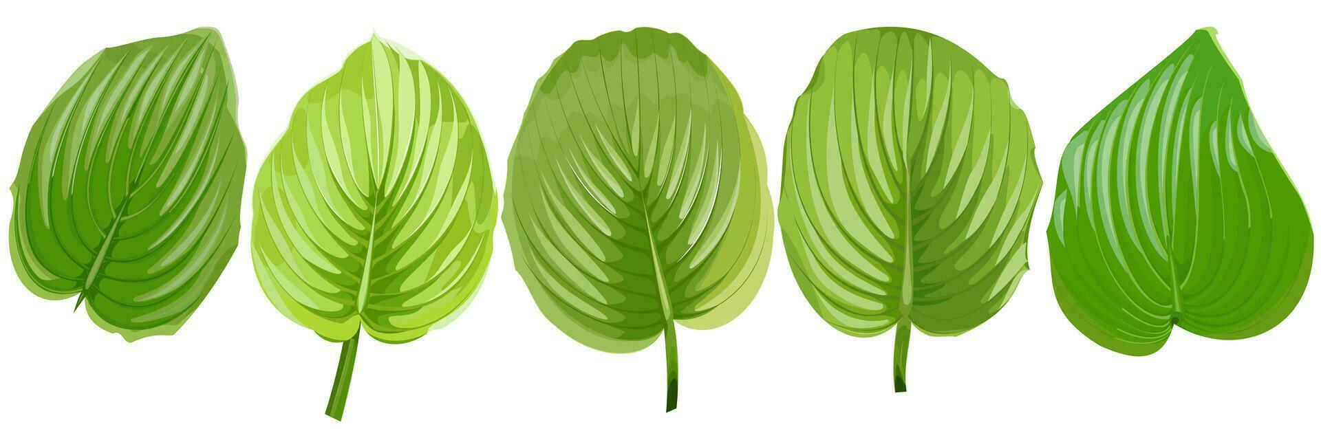 Set of green leaves of hosta flower on white background vector