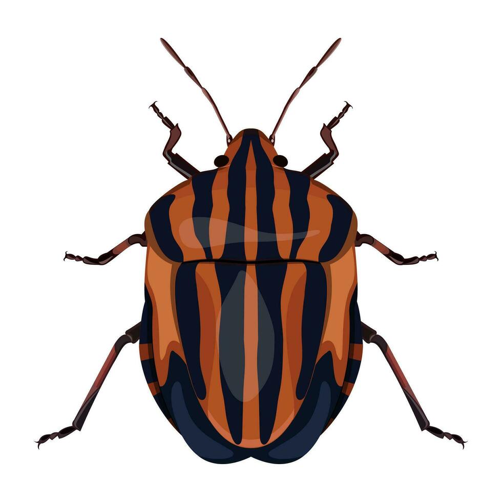 close-up image of a red-black striped bug, striped graphosoma on a white background vector