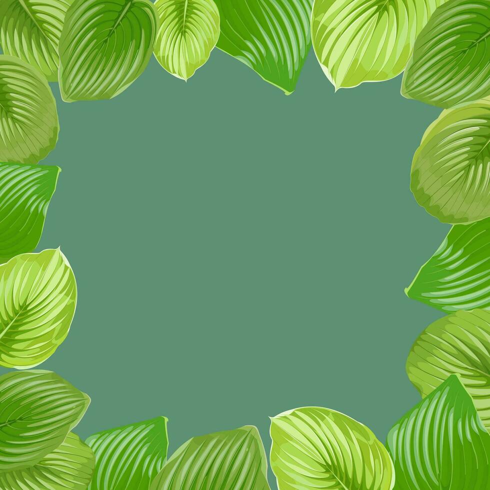 Square frame made of hosta leaves on a green background vector