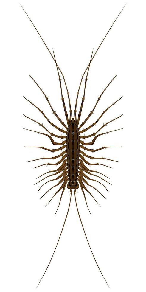 Isolated image of a centipede close-up on a white background vector
