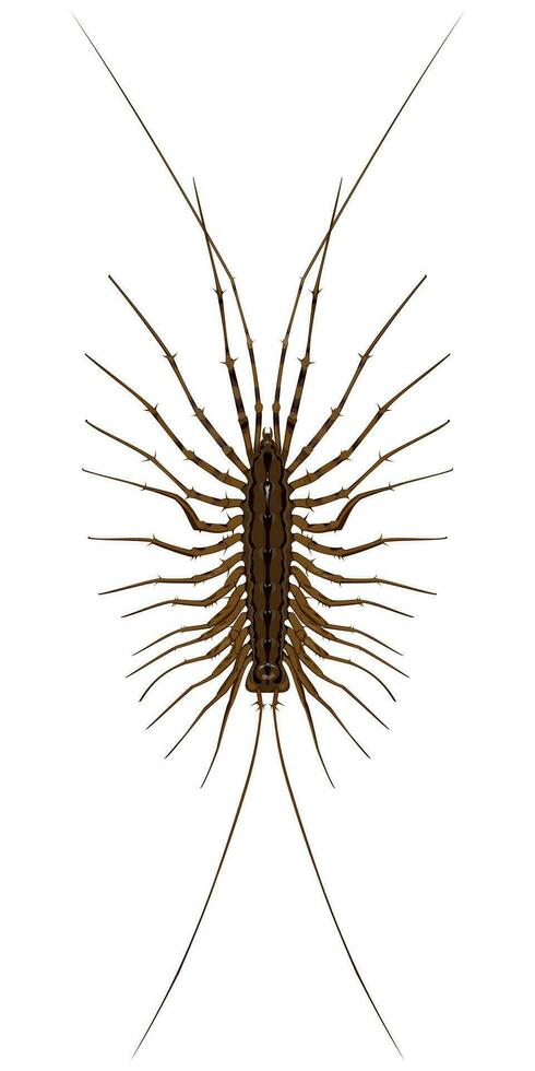 Isolated image of a centipede close-up on a white background vector