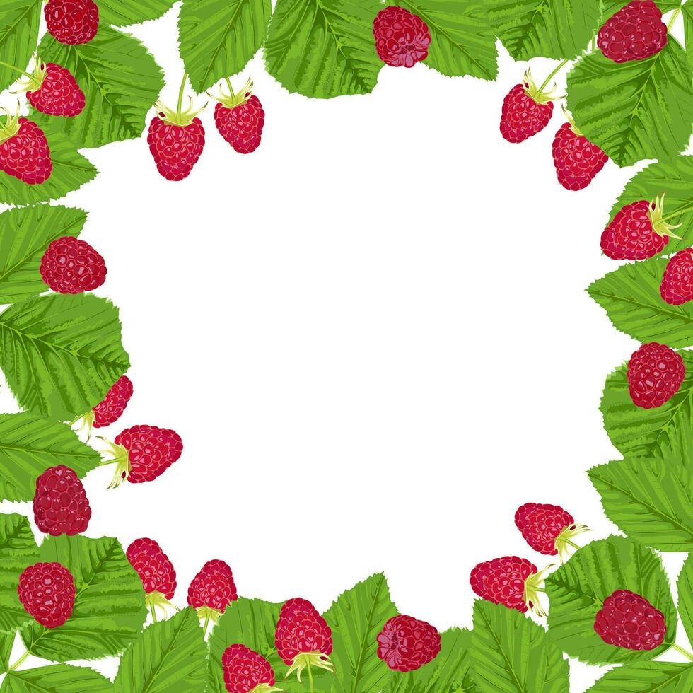 Square frame of raspberries and green leaves on a white background vector