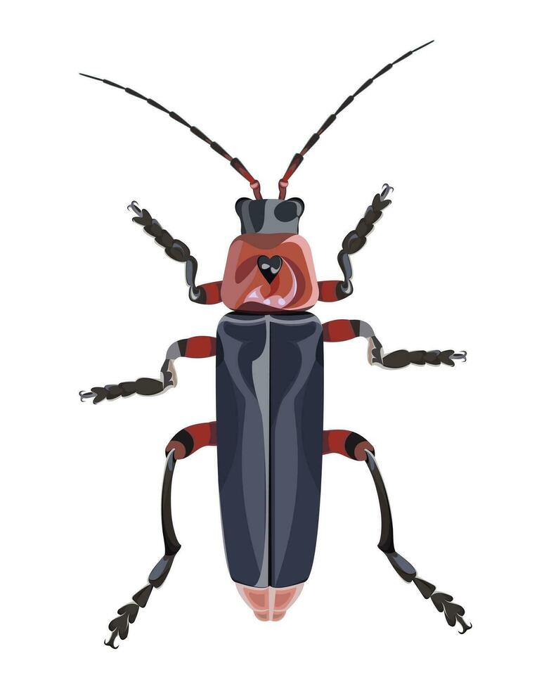 isolated image of firefighter beetle on white background vector