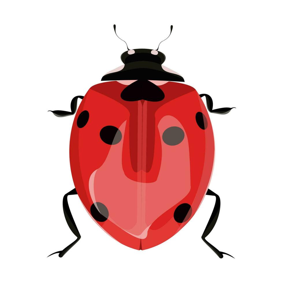 isolated image of beetle on white background vector