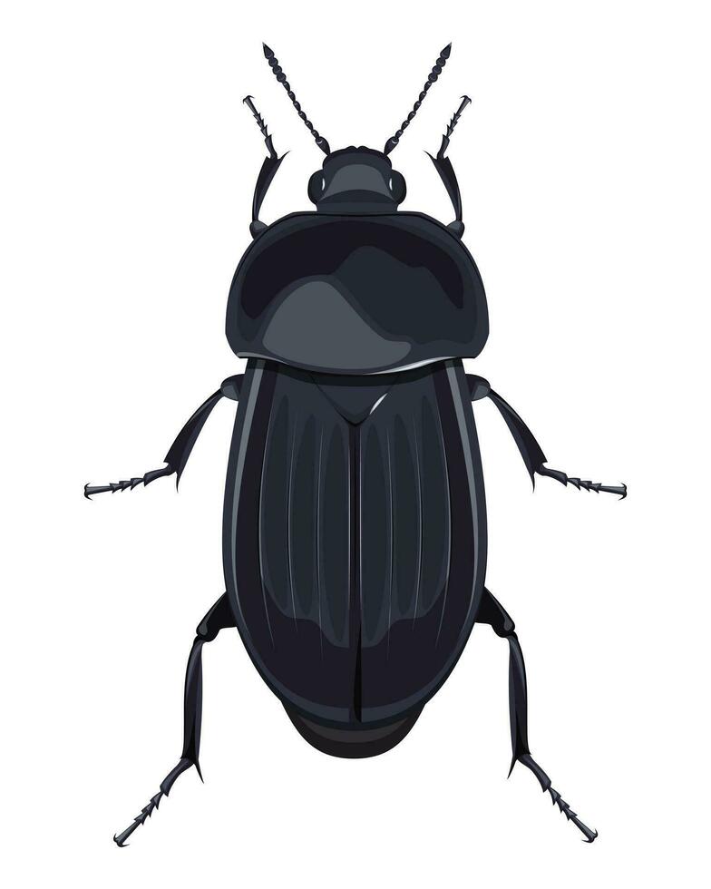 isolated image of wide-chested beetle on white background vector