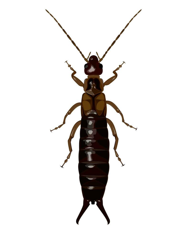 isolated image of earwig beetle on white background vector