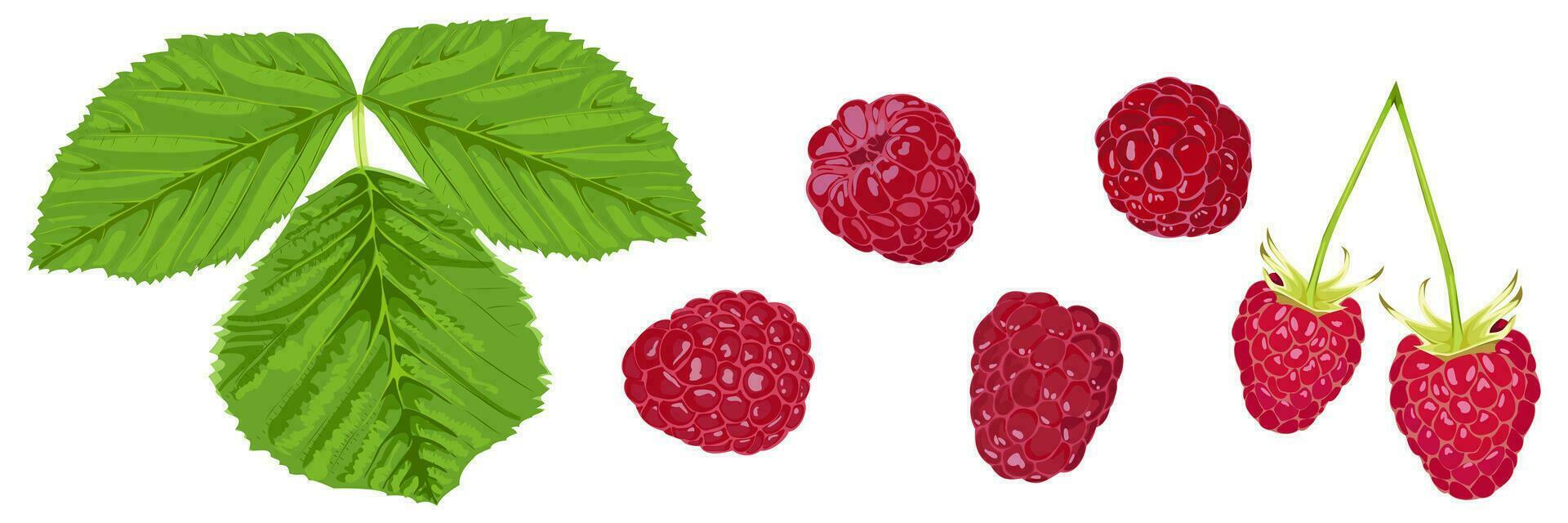 Set of ripe berries and raspberry leaves on a white background vector