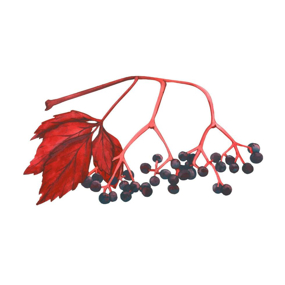 Watercolor vector illustration of wild grape leaves and berries. Autumn harvest, red autumn leaves. Designs for postcards, textile, packaging, wrapping