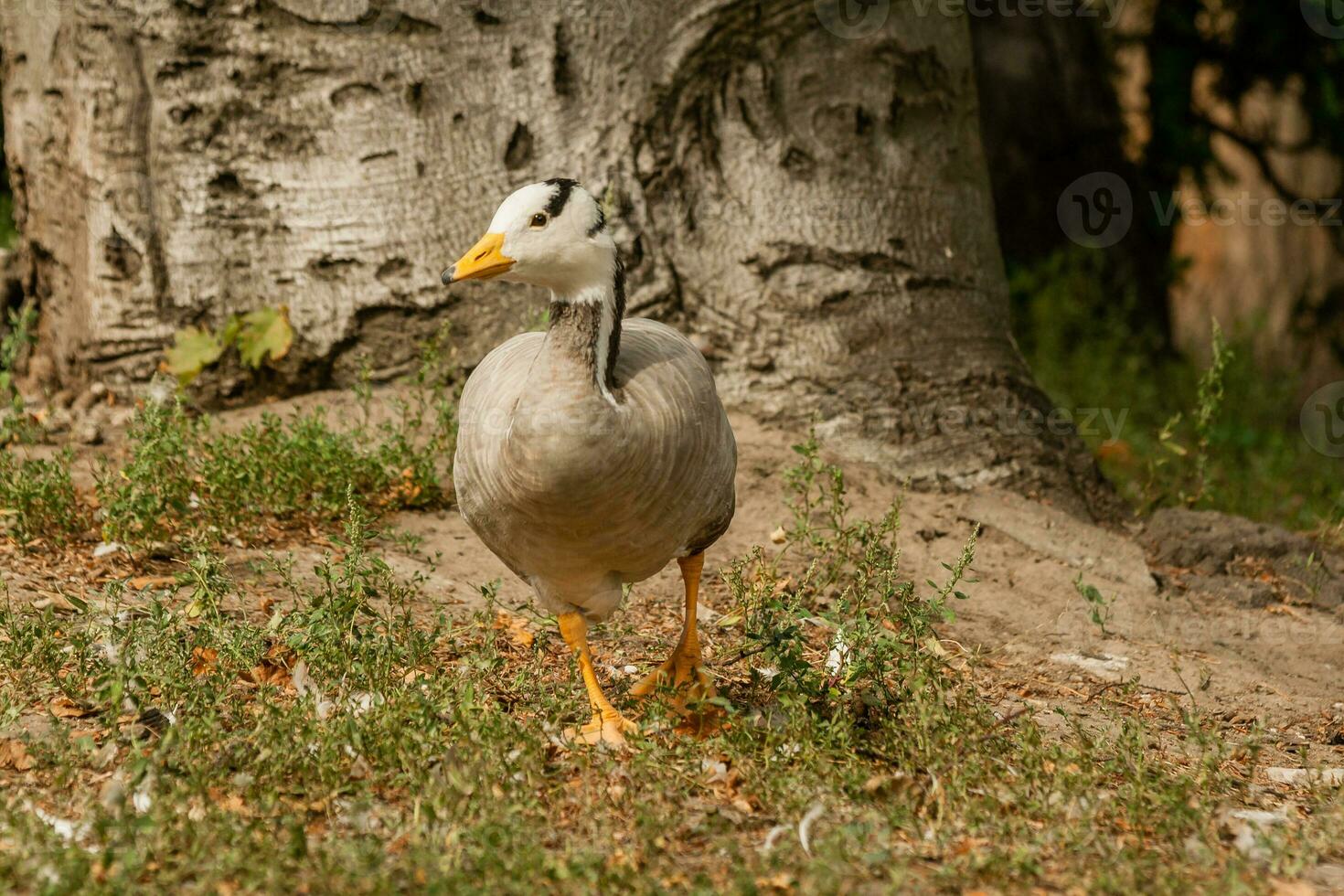 A gray goose walks on the grass photo