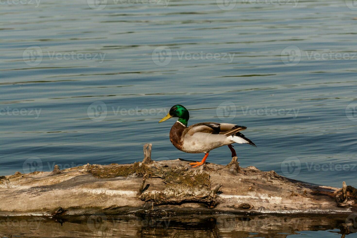 Drake sit on a log photo