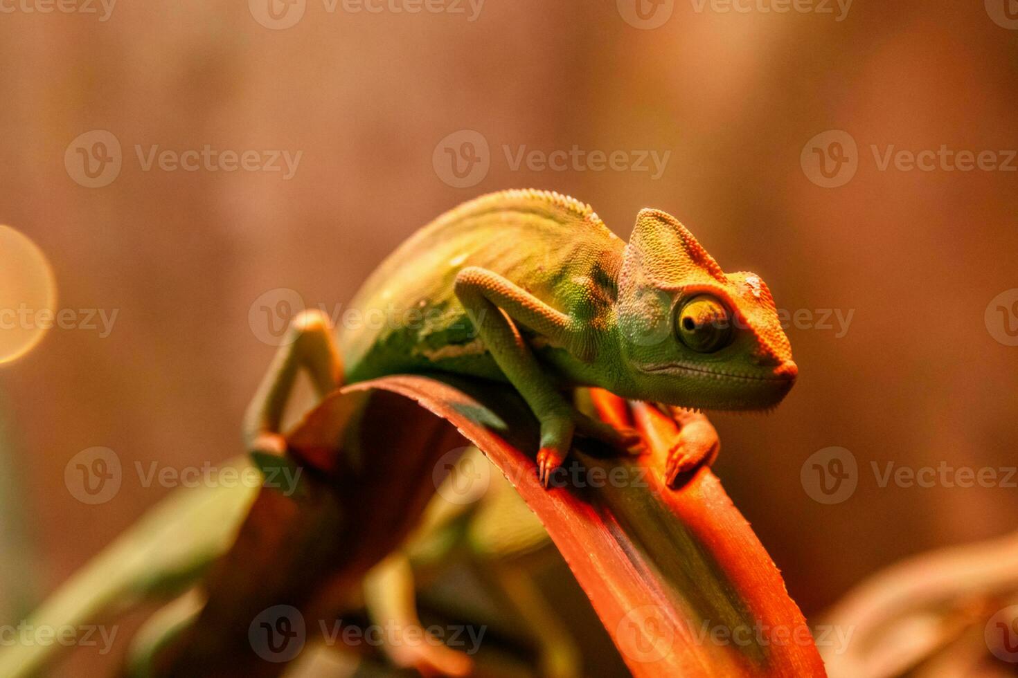 beautiful lizard Chamaeleonidae on a branch photo