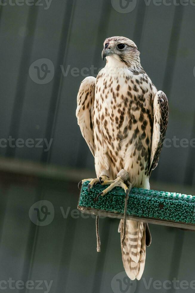 Beautiful falcon close up photo