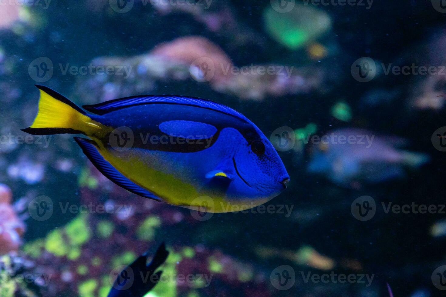 beautiful fish Regal Tang photo