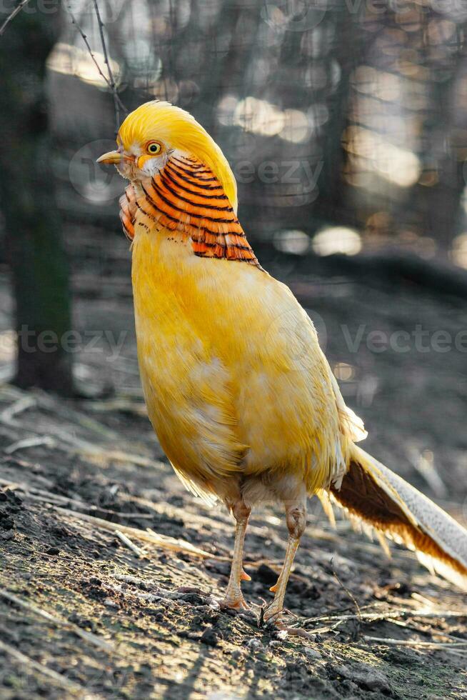 beautiful yellow golden pheasant photo