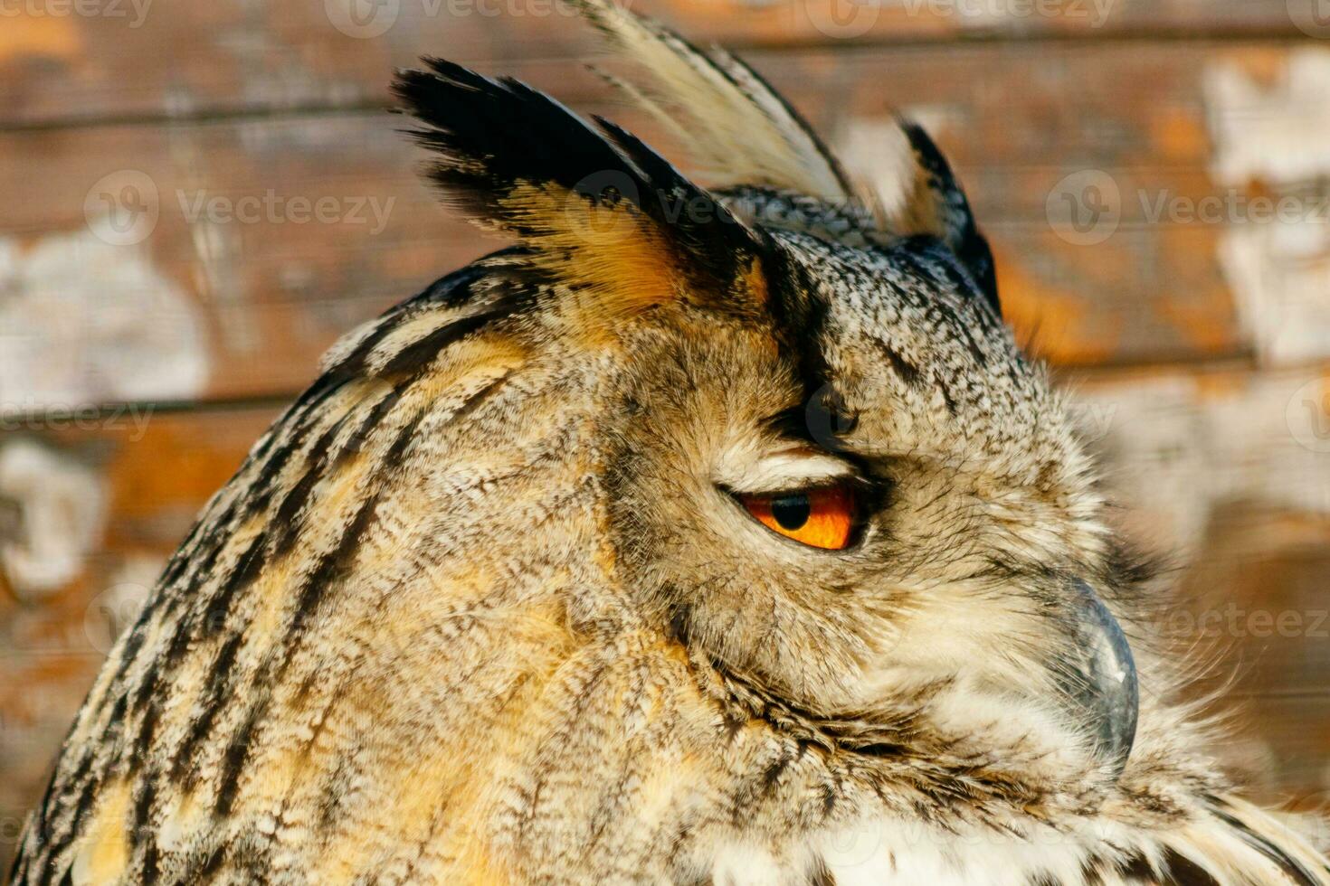 beautiful owl with yellow eyes and beak photo