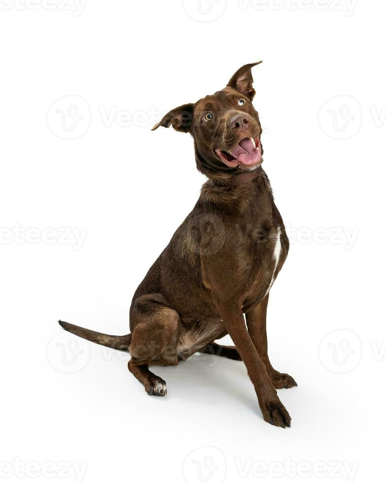 Big Brown Dog With Funny Happy Expression photo