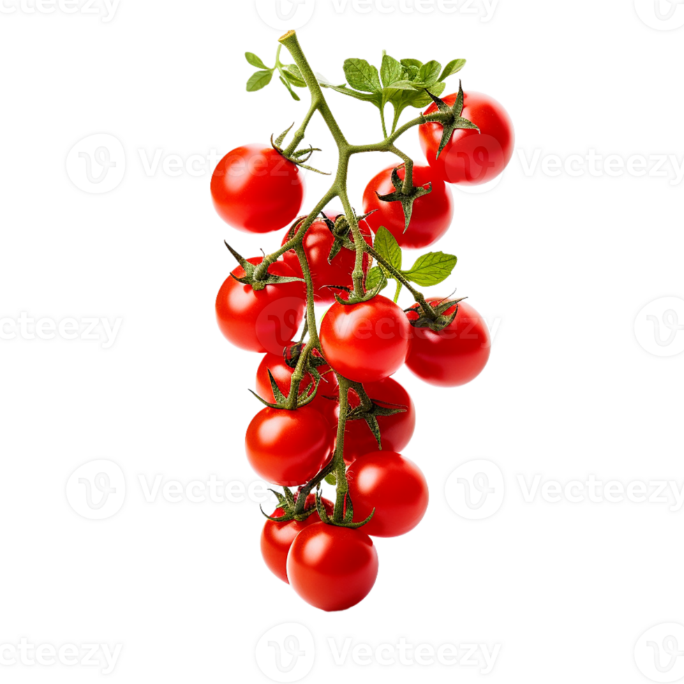 AI generated Cherry Tomatoes on the Vine  on transparent background PNG image