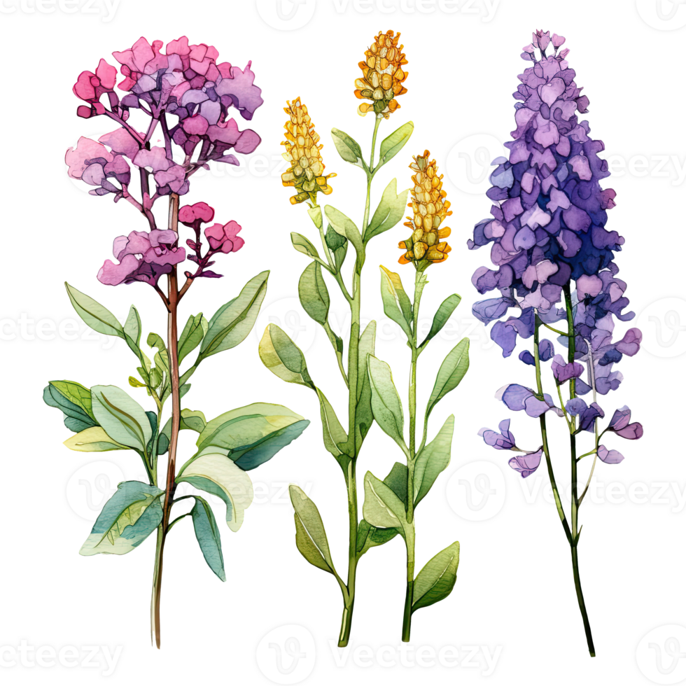 AI generated Watercolor statice flower illustration png