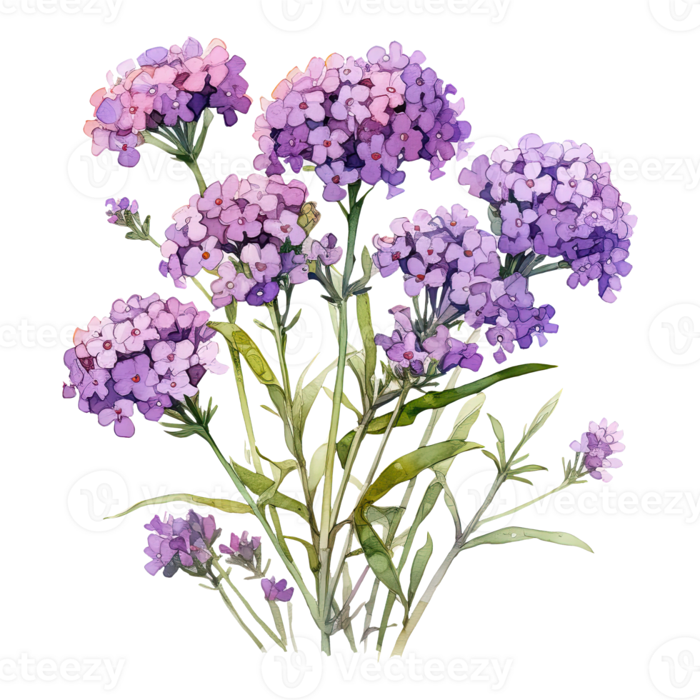 AI generated Watercolor statice flower illustration png