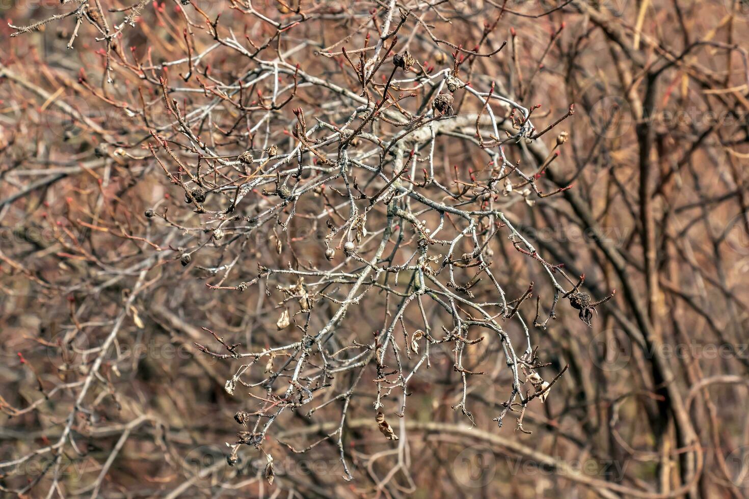 Fragment of a branch with buds of Rosa spinosissima in early spring, commonly known as the Rosa pimpinellifolia. photo
