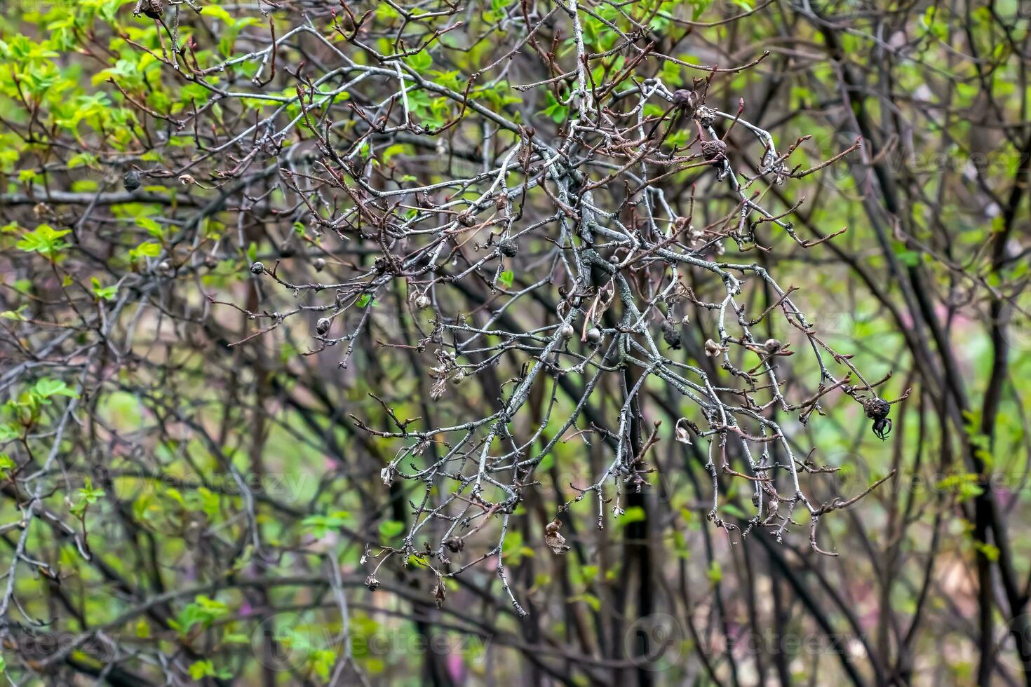Fragment of a branch with buds of Rosa spinosissima in early spring, commonly known as the Rosa pimpinellifolia. photo