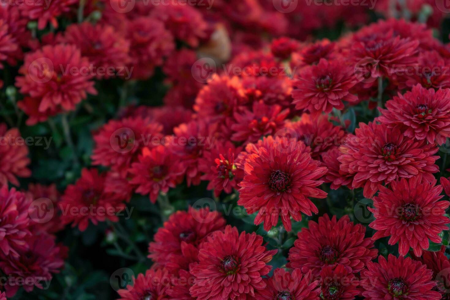 Fresh bright red chrysanthemums flowers in autumn garden photo