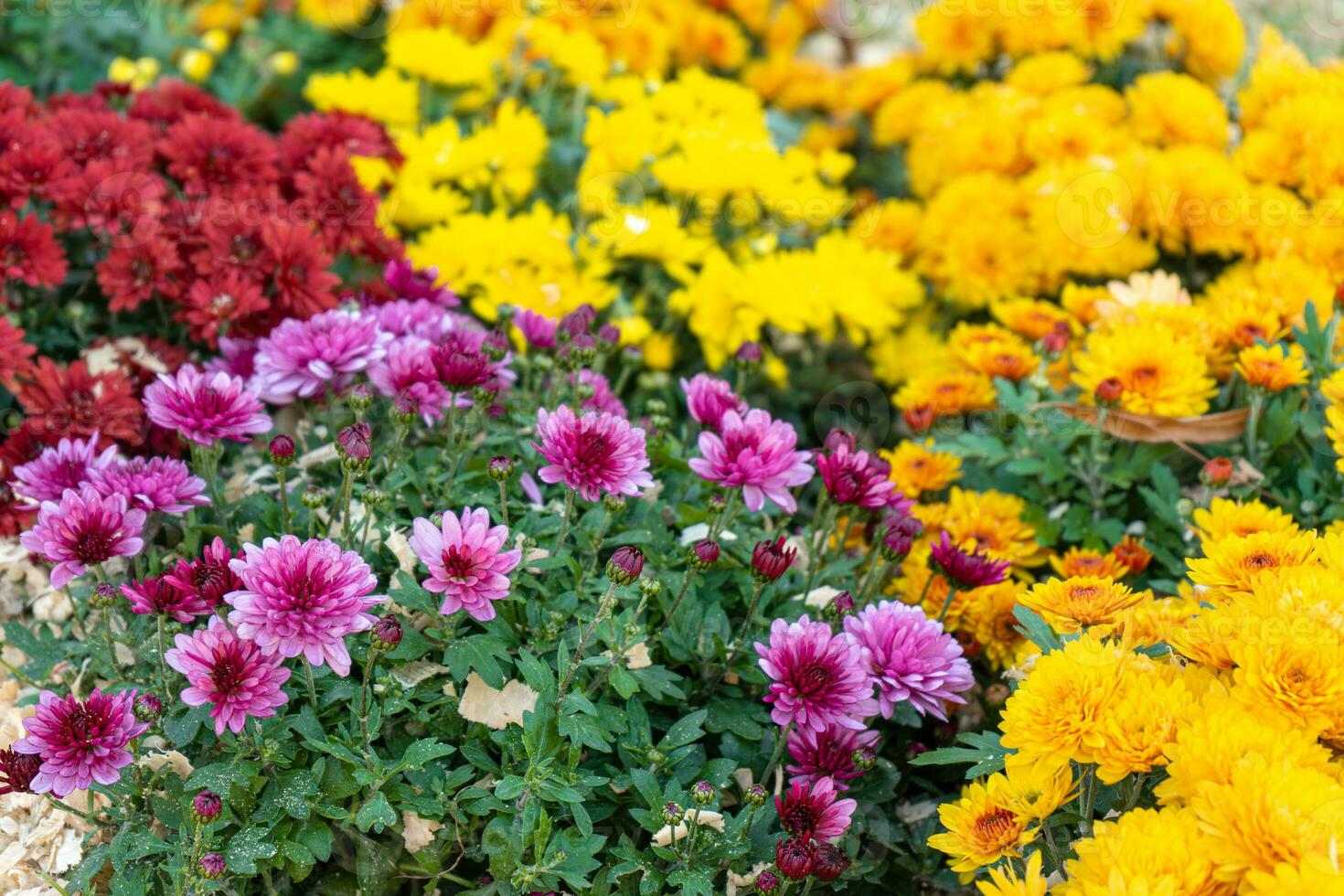 Fresh bright red, white and yellow chrysanthemums bushes in autumn garden photo