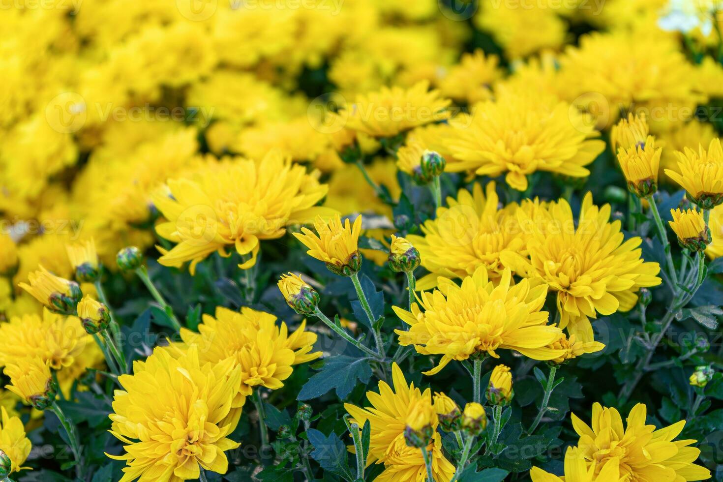 Fresh bright yellow chrysanthemums flowers in autumn garden photo