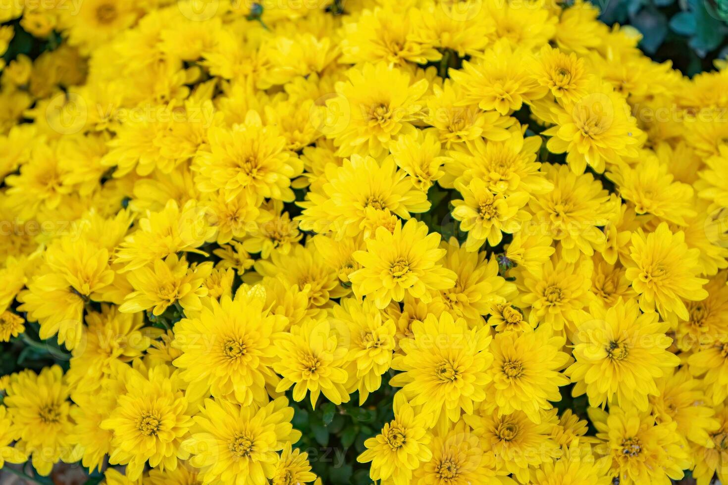 Fresh bright yellow chrysanthemums flowers in autumn garden photo
