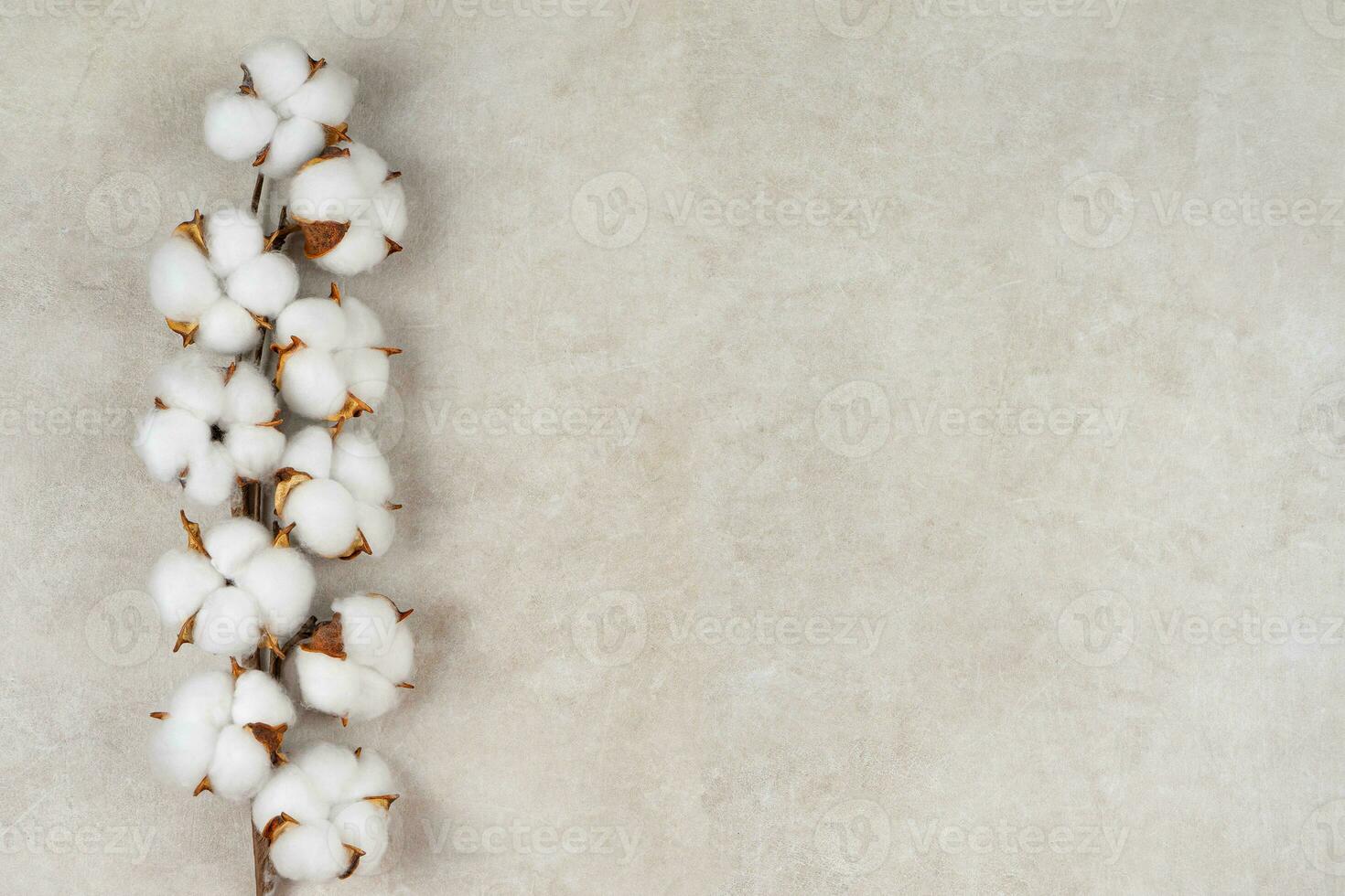 Dry cotton branch with fluffy flowers on light beige concrete textured background photo